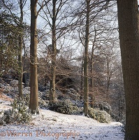 Weston Wood - 4 seasons - Winter
