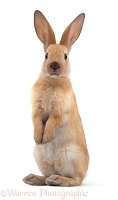 Young Sooty Fawn Rabbit standing up