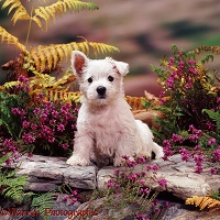 Westie pup among heather