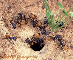 Ants emerging in spring