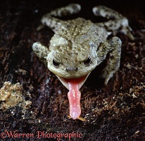 Toad taking beetle larva