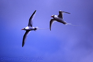 Tropic birds in flight