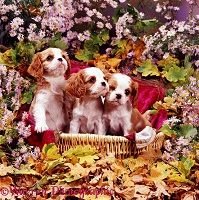 Cavalier King Charles pups among flowers