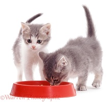 Two kittens eating from a plastic bowl