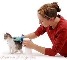 Girl flea-spraying a kitten