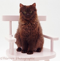 Chocolate Persian-cross female cat on chair