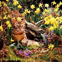 Bengal cat among Daffodils