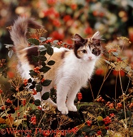 Cat among autumn berries