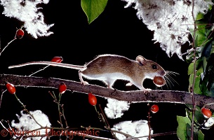 Yellow-necked Mouse with a nut