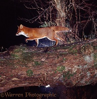 Fox on a log bridge