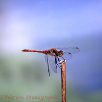Common Darter Dragonfly sunning