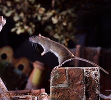 Brown Rat standing