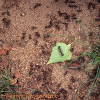 Wood Ants on sand