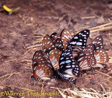 Butterflies at salt-lick