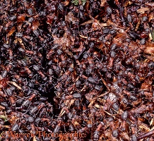 Wood Ants packed on nest
