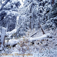 Snow subalpine forest