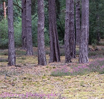 Pine woods 3D 2 R
