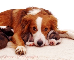 Border Collie with pups