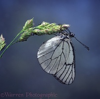 Black-veined White Butterfly
