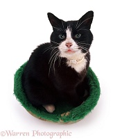 Black-and-white cat sitting in a cat bed