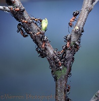 Wood Ants and birch aphids