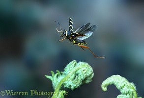 Wasp Beetle in flight