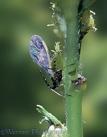 Winged aphid giving birth