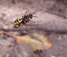 Bee-killer wasp with bee