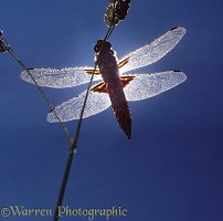 Broad-bodied Chaser Dragonfly silhouette