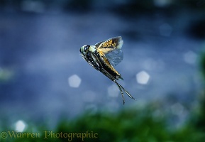 Water boatman in flight