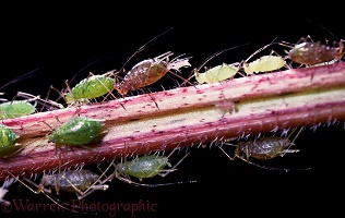 Aphid giving birth