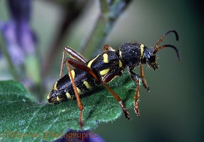 Wasp Beetle on ground ivy
