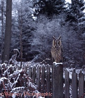 Long-eared Owl on fence