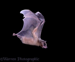 Egyptian Rousette Bat in flight