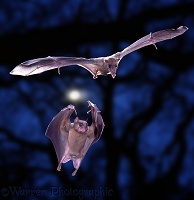 Egyptian Rousette Bats