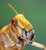 Grasshopper portrait