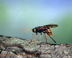 Wood Wasp egg-laying