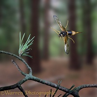 Wood Wasp in flight