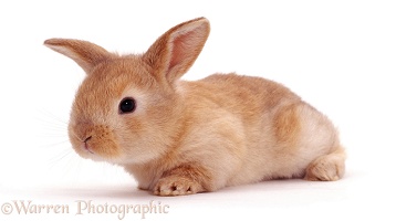 Sandy Lop rabbit, 3 weeks old