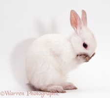 Netherland Dwarf baby rabbit
