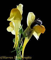 Bumblebee in toadflax