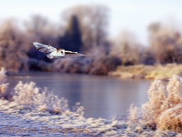 Barn owl over frozen pond 1a