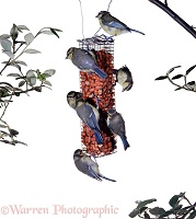 Blue tits on bird feeder