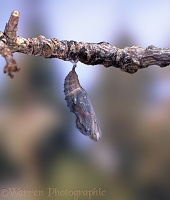 Painted Lady hatch - pupa