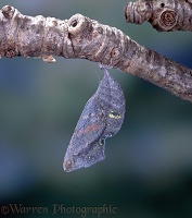 Red Admiral hatch - pupa ready