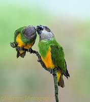 Senegal Parrot pair billing