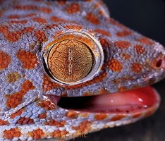 Tokay Gecko eye