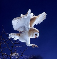 Barn Owl coming in to land