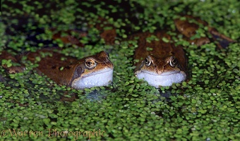 Common Frogs croaking