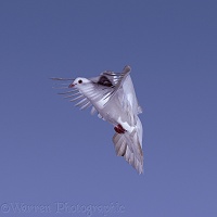 White pigeon in flight series - 6 of 7